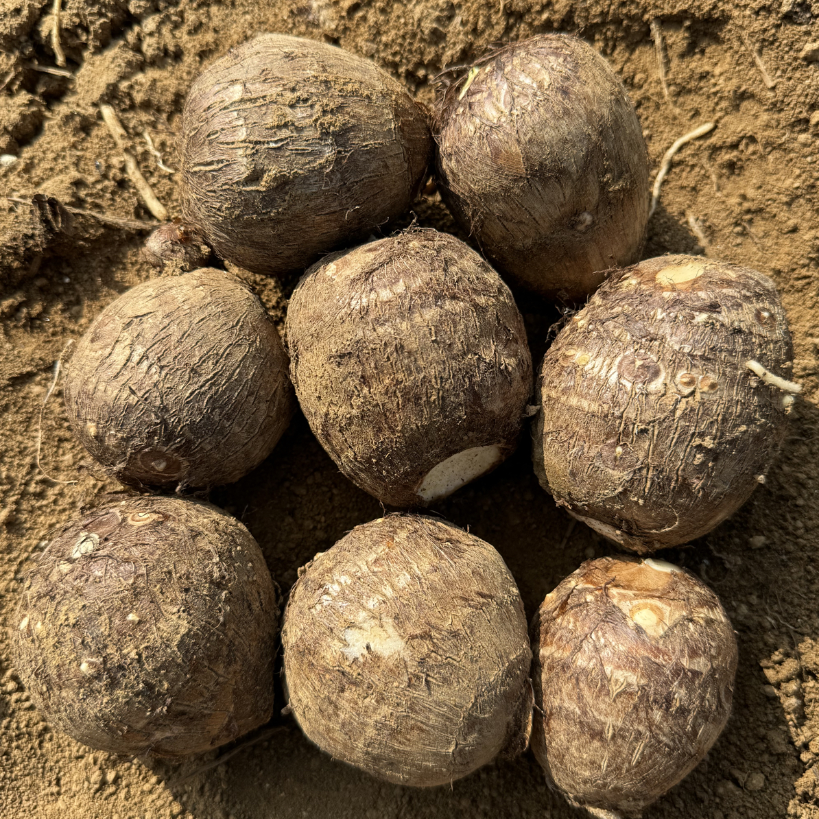 （精品圆球）山东牛奶小芋头毛芋头圆型果5斤新鲜农家芋艿