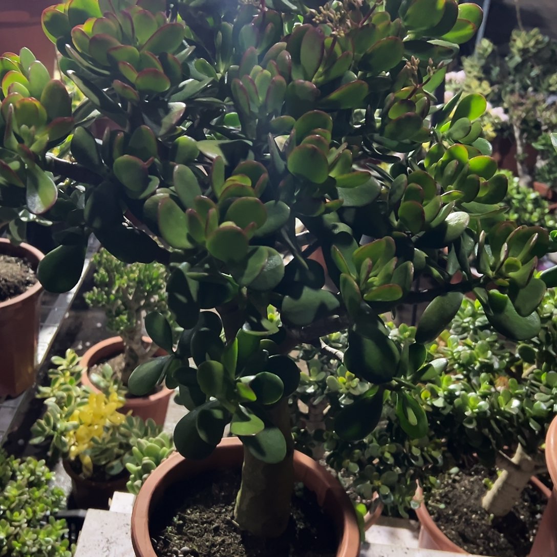 用***8稀有红叶玉树脱土发货2617