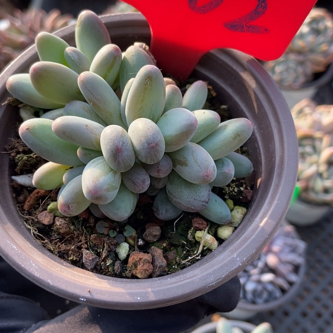 862白兰地多肉植物多肉