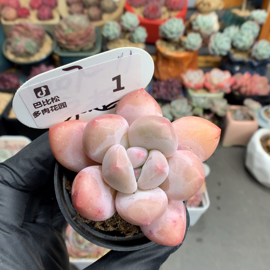 1 肥肥香水多肉多肉