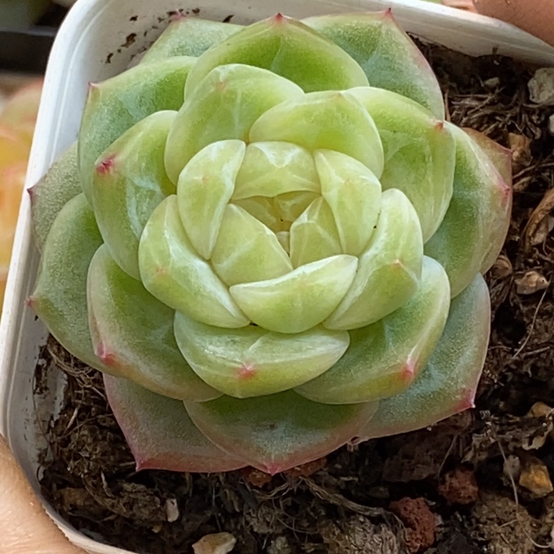 天官赐福百无禁忌