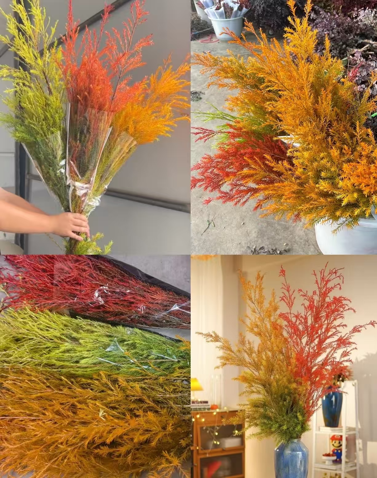 吸色千层金 红色 橙色 绿色昆明鲜花速递家庭水养插花任意2单顺丰
