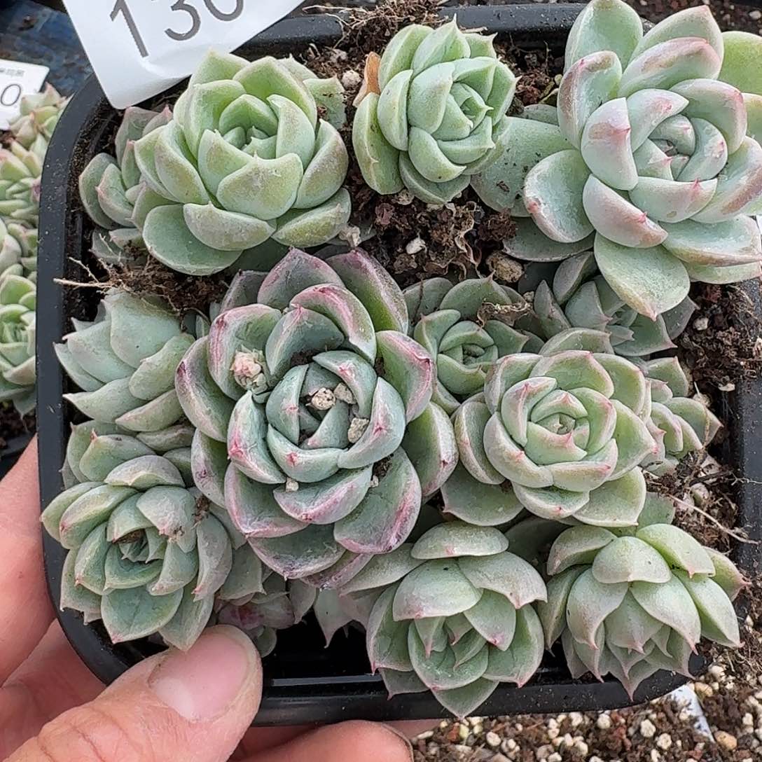 杂交新品珍妮多肉1304