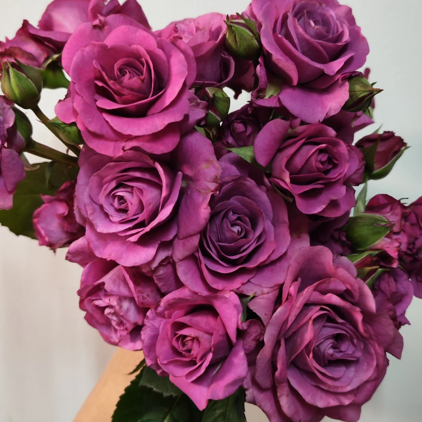 冥王星月季花大苗阳台微月暗紫色浓香（1+根接土球发货）