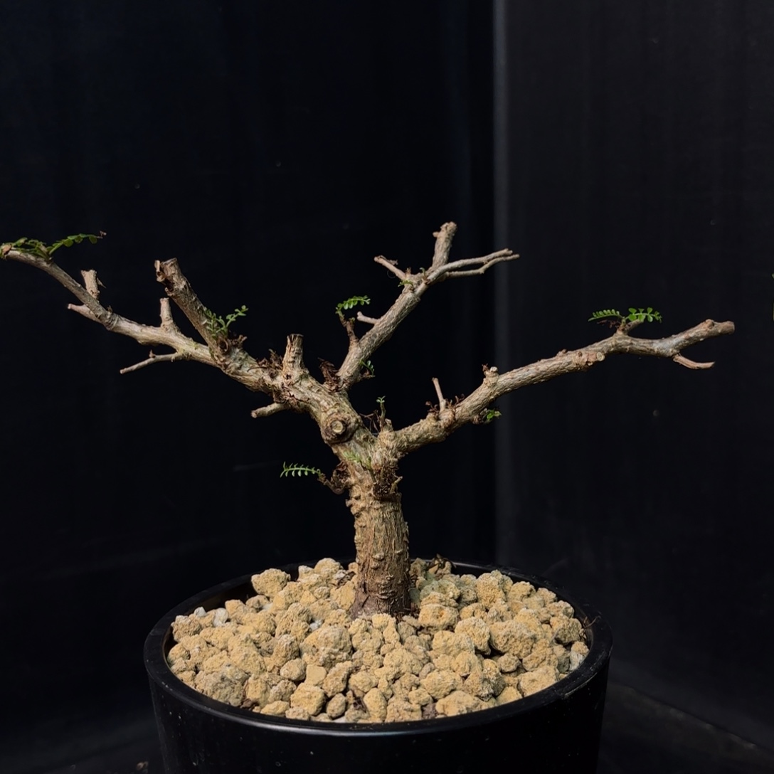 天***冬象足漆树带盆土hh