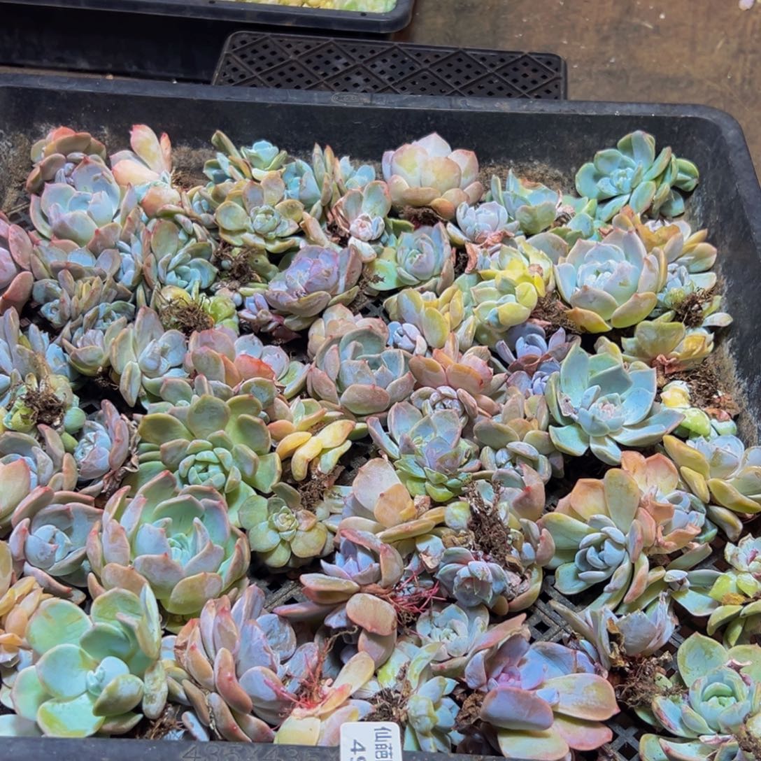 498多肉葡萄的价格是多少啊