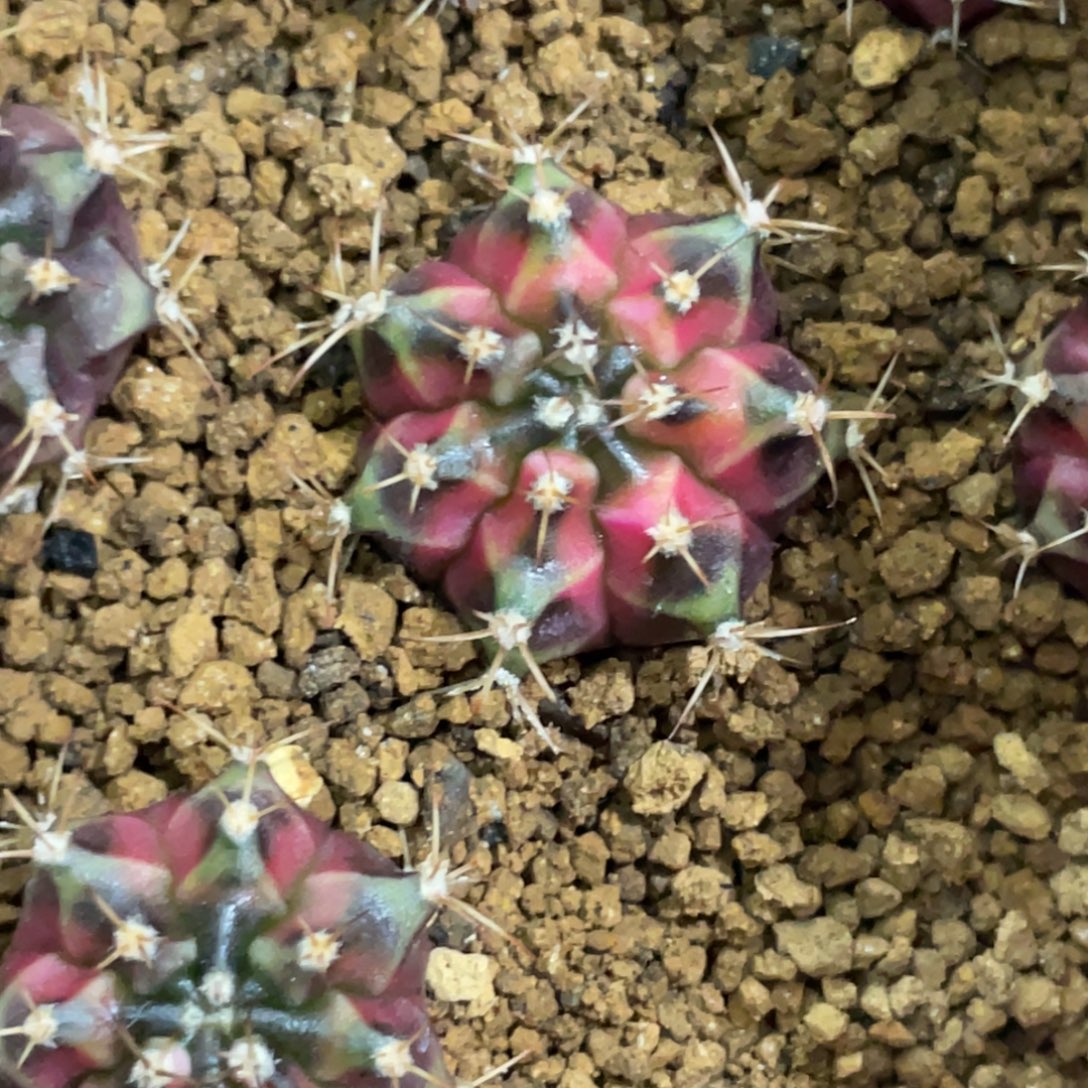 当前无花朵，栽培后可花朵穹顶