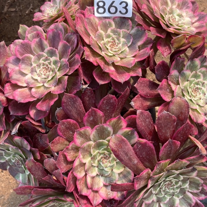 863多肉植物油墨画