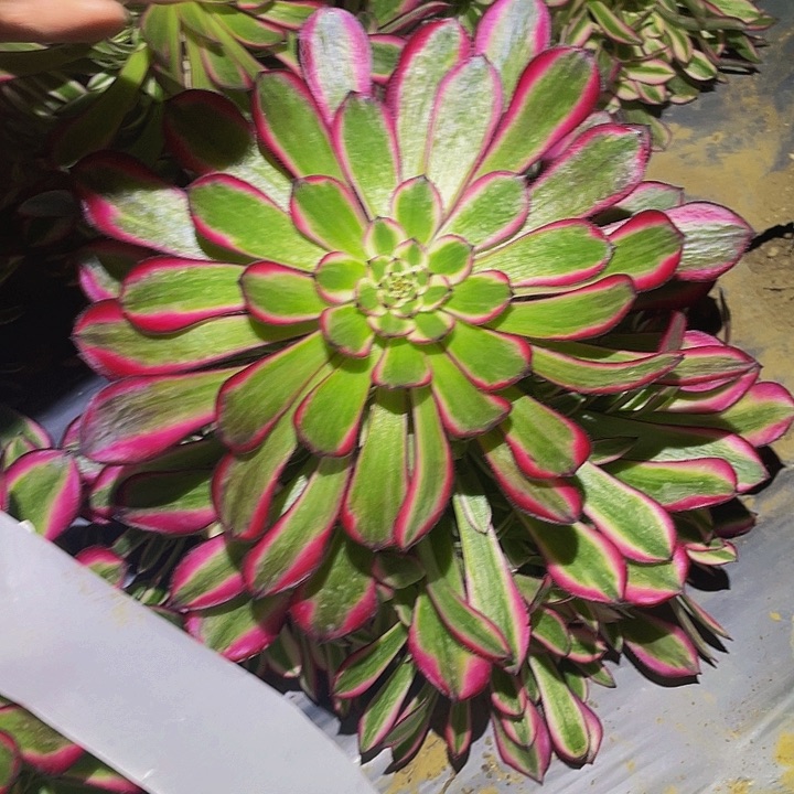 1115红铜白多肉植物