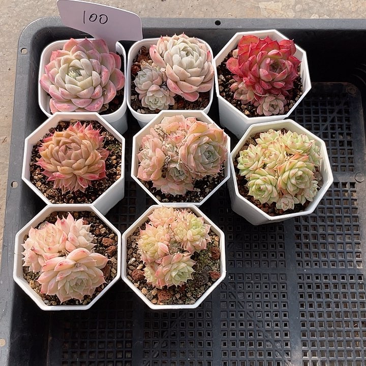 薇薇安园艺多肉100