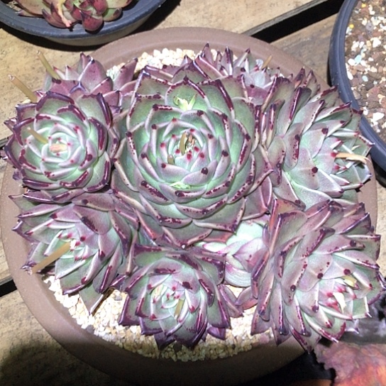 美国麦当娜多肉植物