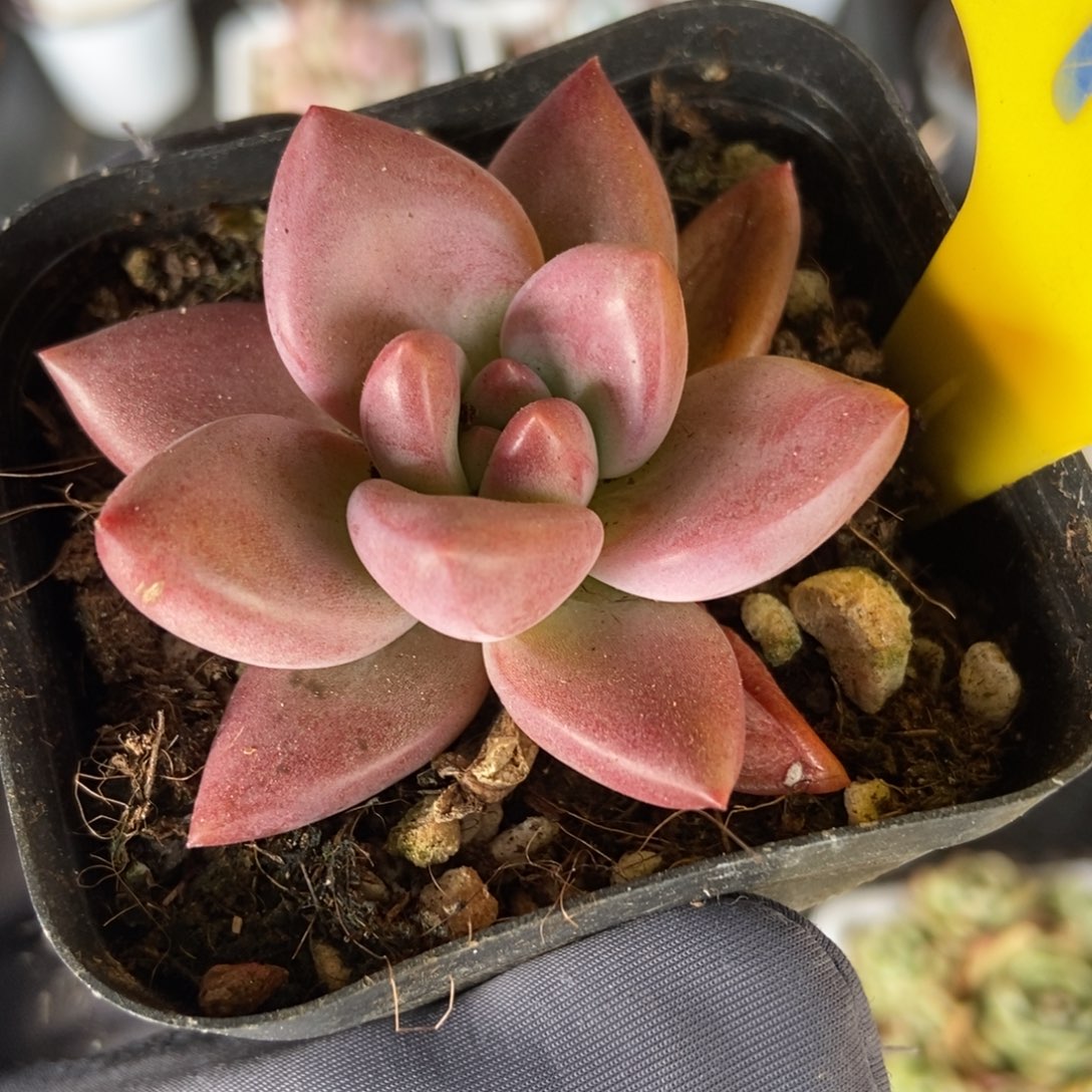 923多肉植物保护研究所