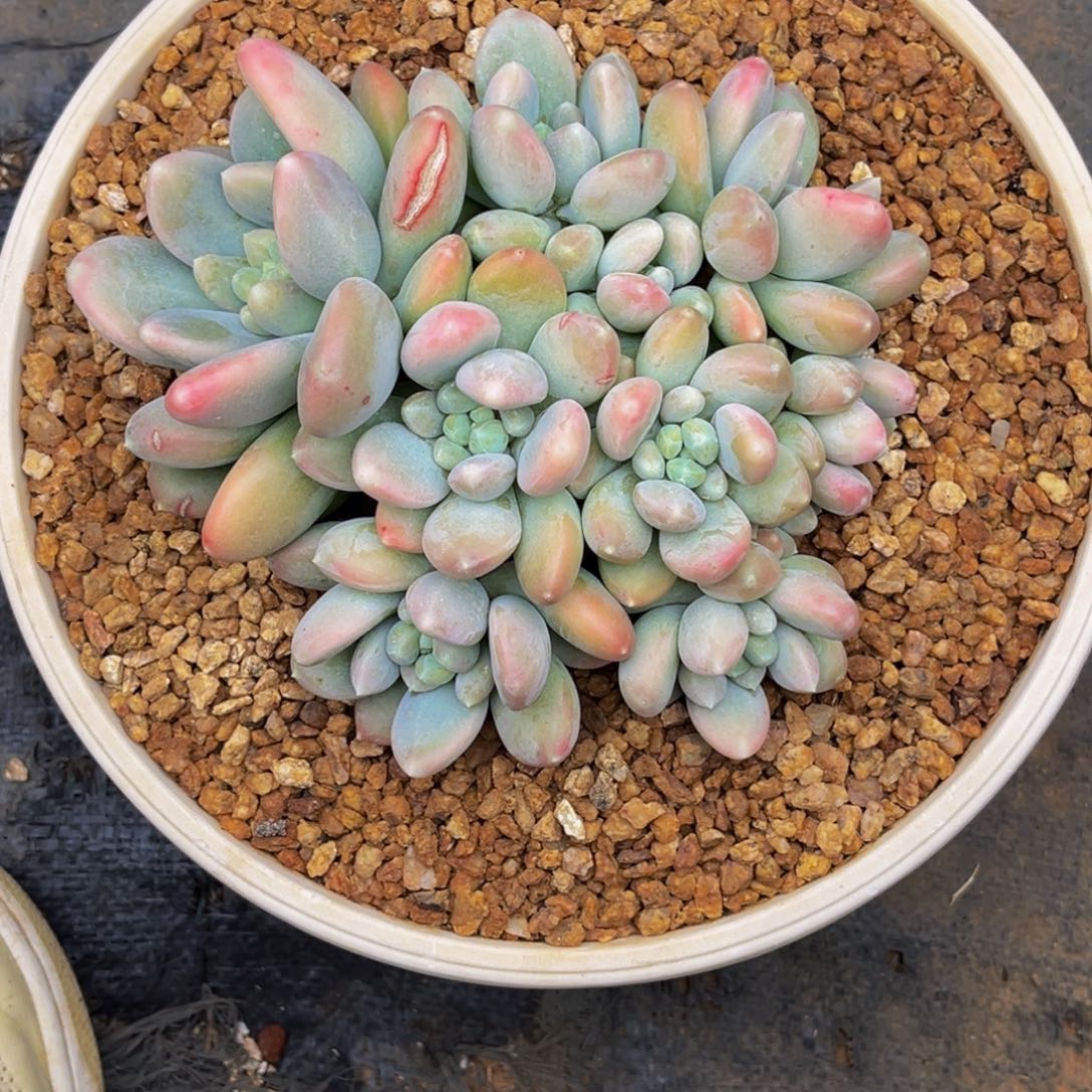 2651号上午多肉植物群生多肉植物