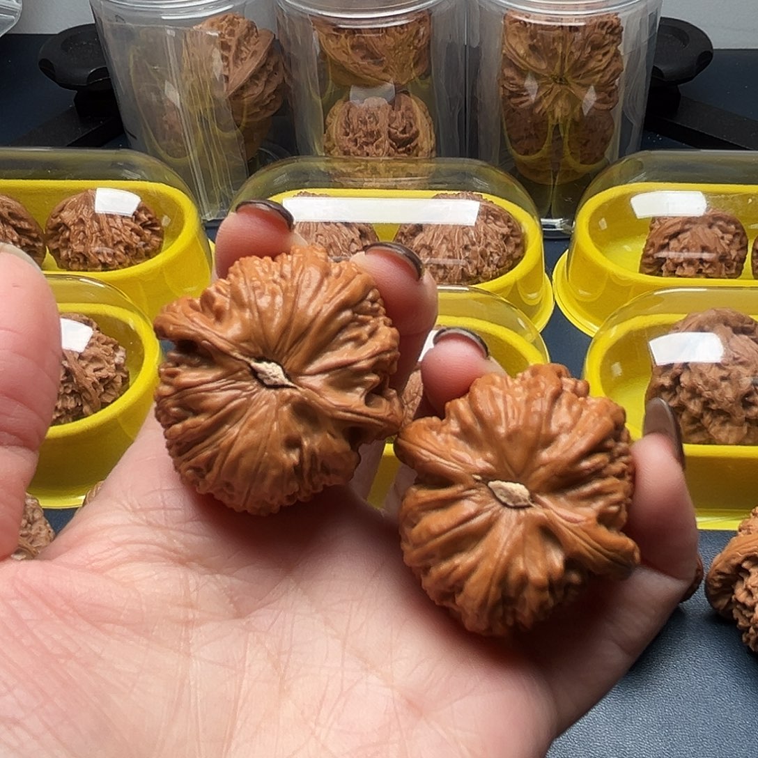 核桃38尺寸白狮子