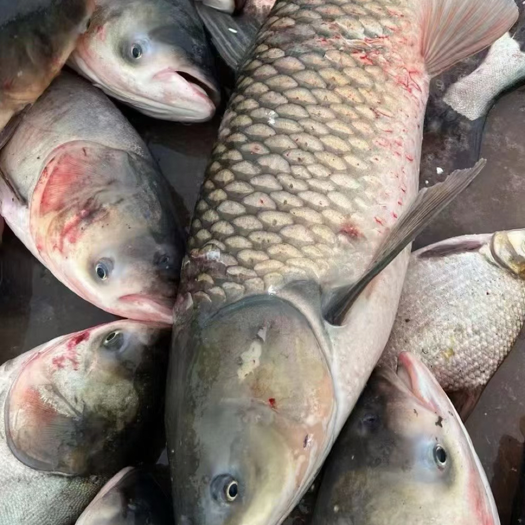 东北冷水草根鱼，