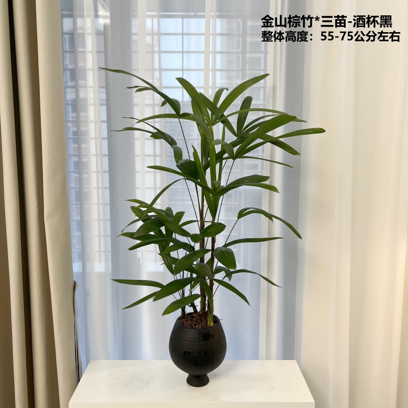 【喜半阴】金山棕竹盆栽细叶办公室绿植好养活室内客厅四季观叶盆景