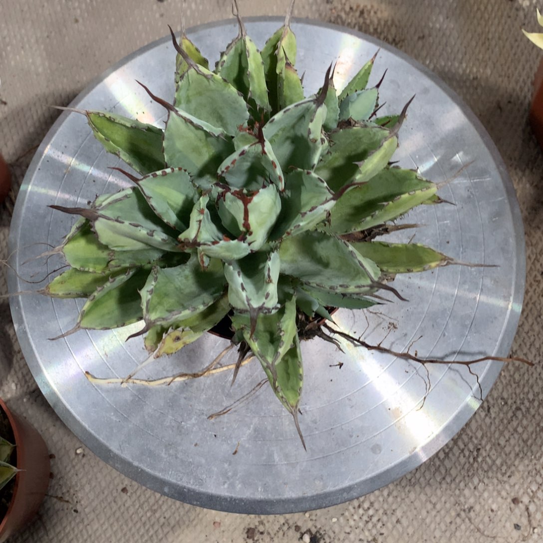 完全开放贝壳龙龙舌兰浅中斑