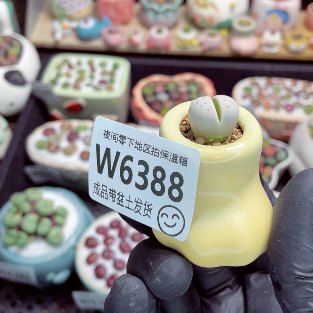 夜间零下地区拍保温箱w6388