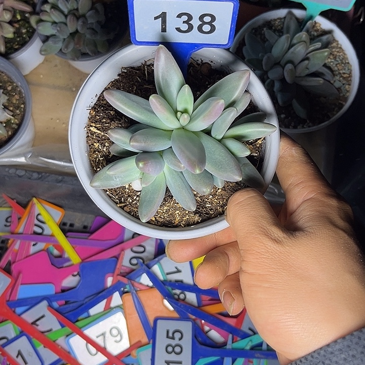 多肉植物欧若拉138