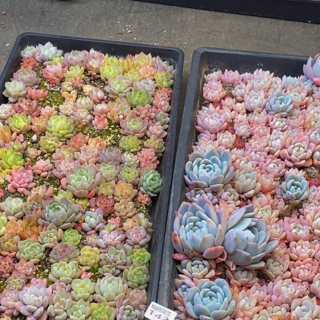 142多人在一起的时候