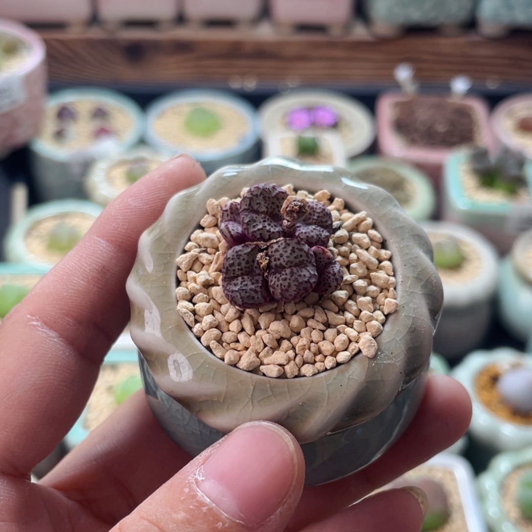 当前无花朵，栽培后可花朵2878/一物一拍 带盆