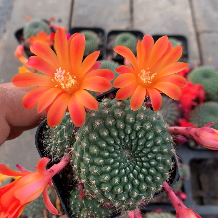 1实生宝山6.5厘米盆