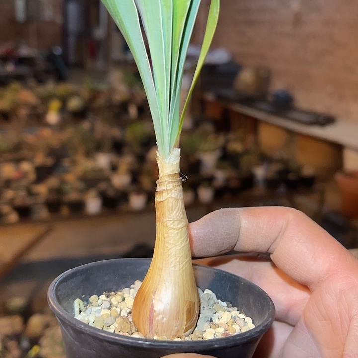 满38包邮2天凑单，脱土晾根发货多肉植物巨凤之卵