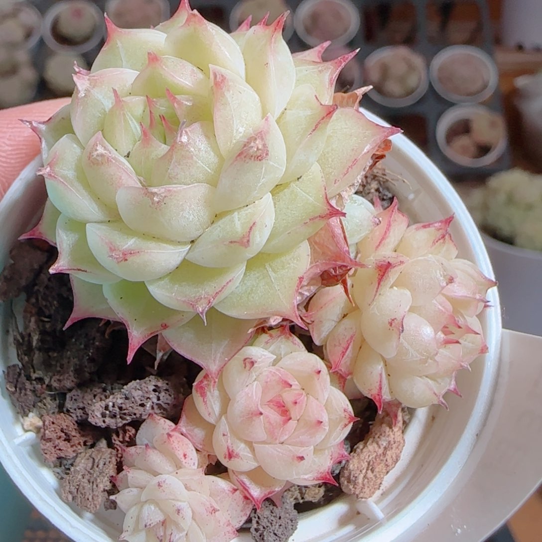 花语多肉0103-286魔仙堡子麦秆散