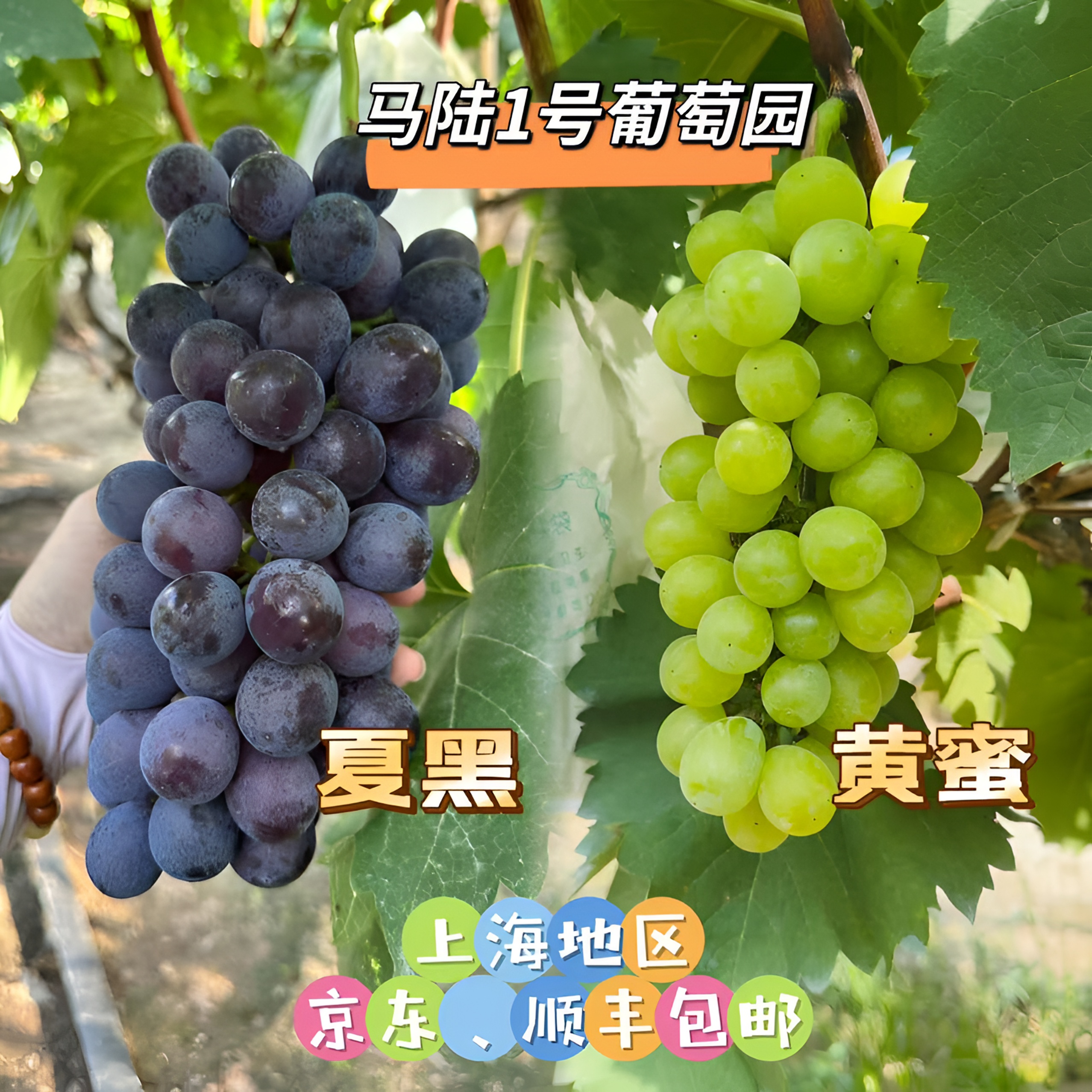 马陆1号葡萄园-夏黑、黄蜜双拼 5斤、10斤装  新鲜采摘上海地区包邮