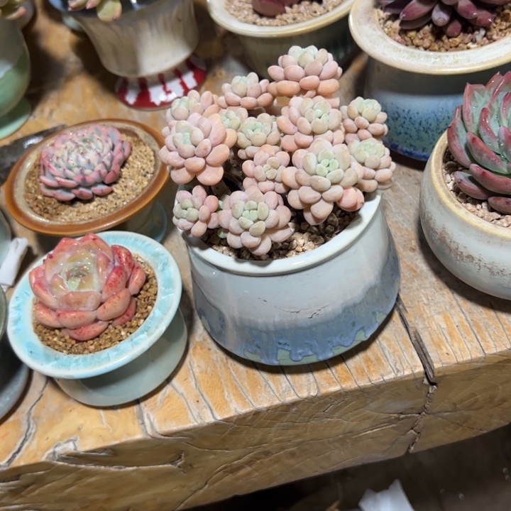 简****美洛可可多肉植物带盆
