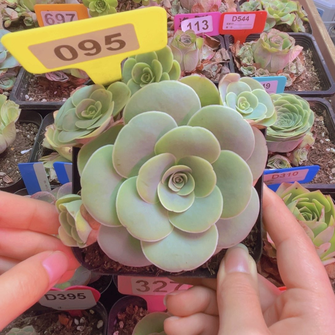095山地玫瑰绿色