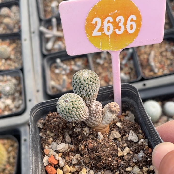 以***待实生精巧殿26360000000