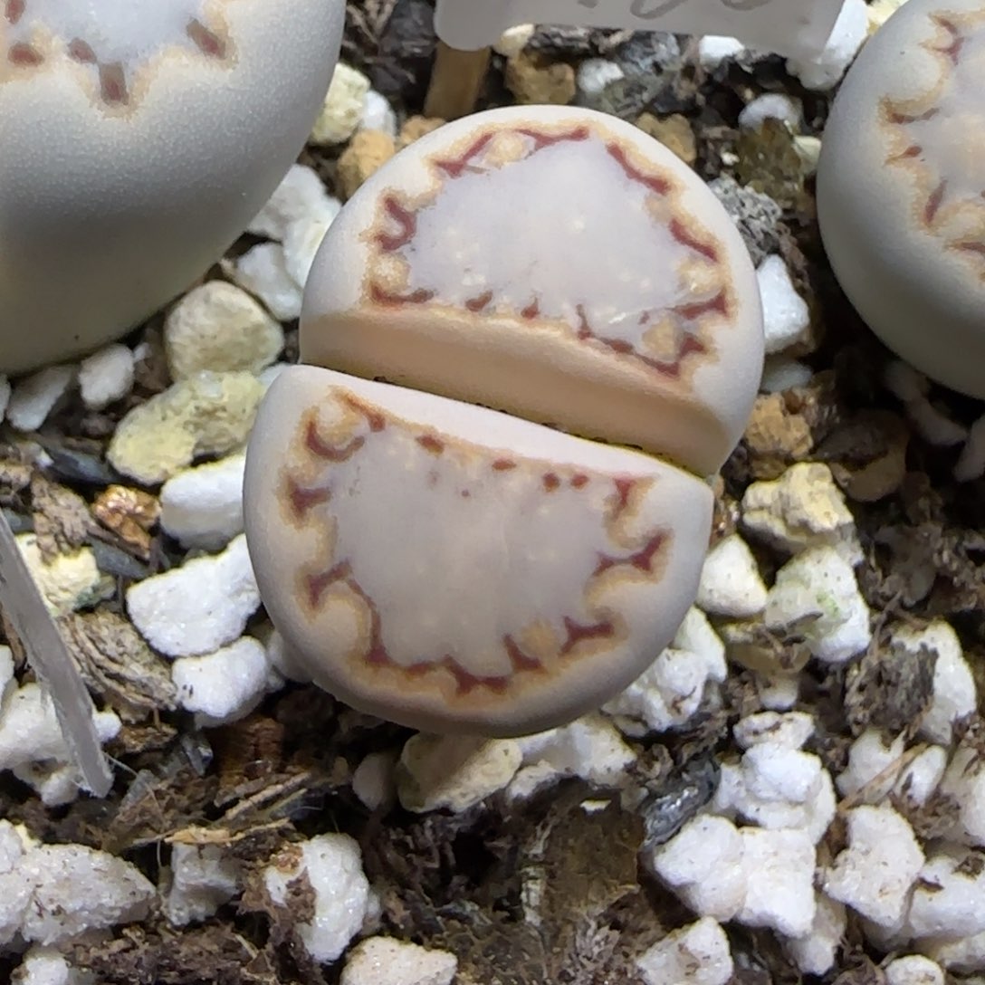 12.5.c217饼干.鱿鱼边.9007尺寸1.7cm