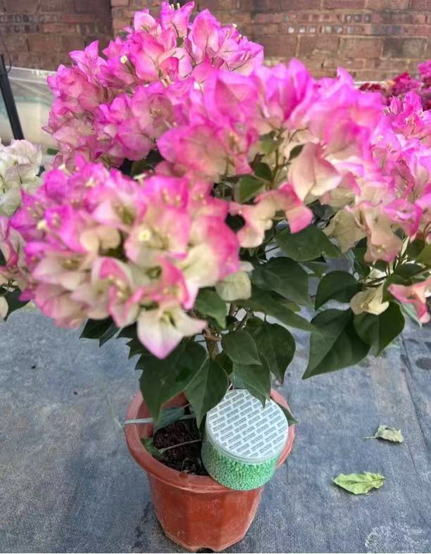 三角梅（专用复合肥）  不烧根催爆花通用型肥氮磷钾水溶肥长效温和