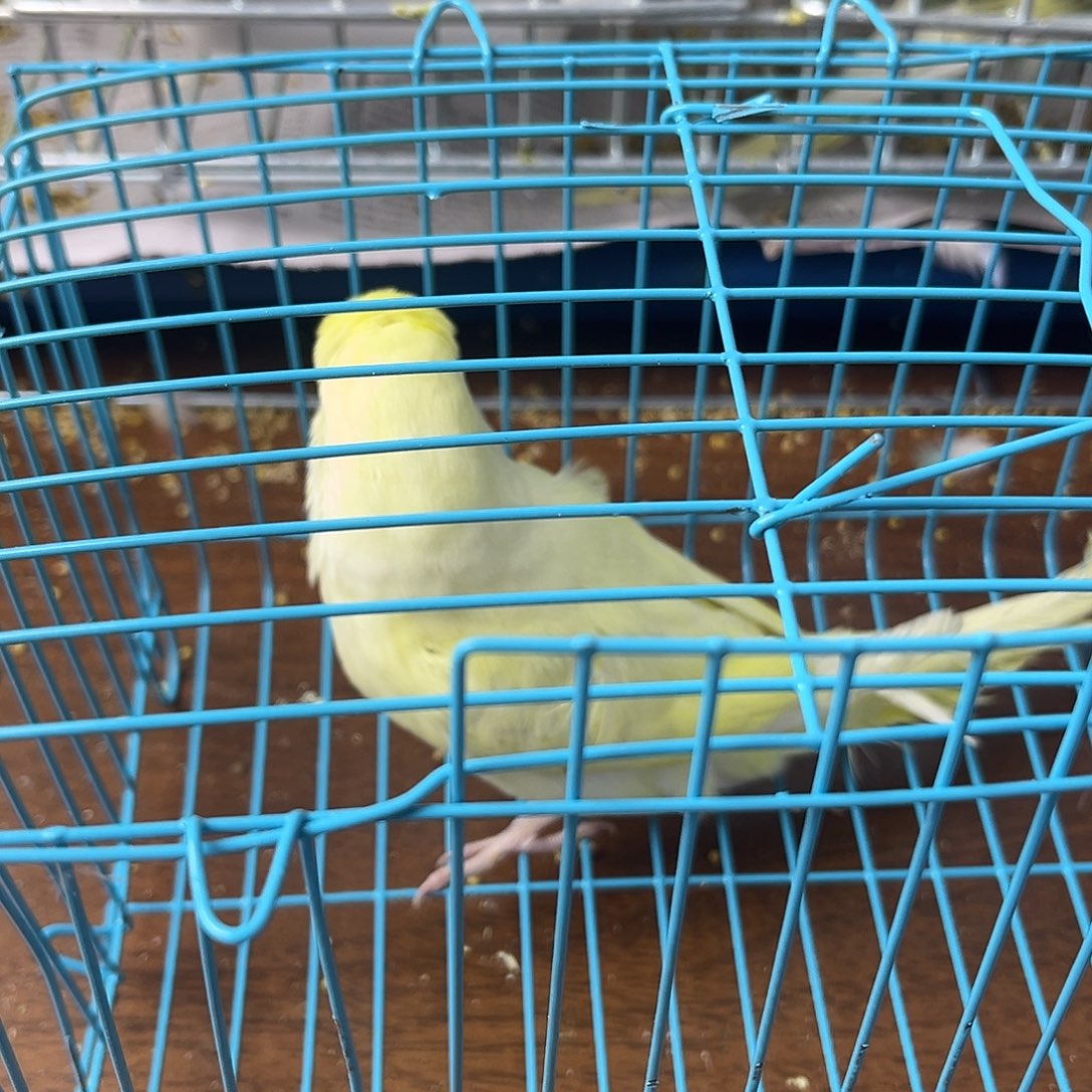 虎皮鹦鹉金彩鹦鹉