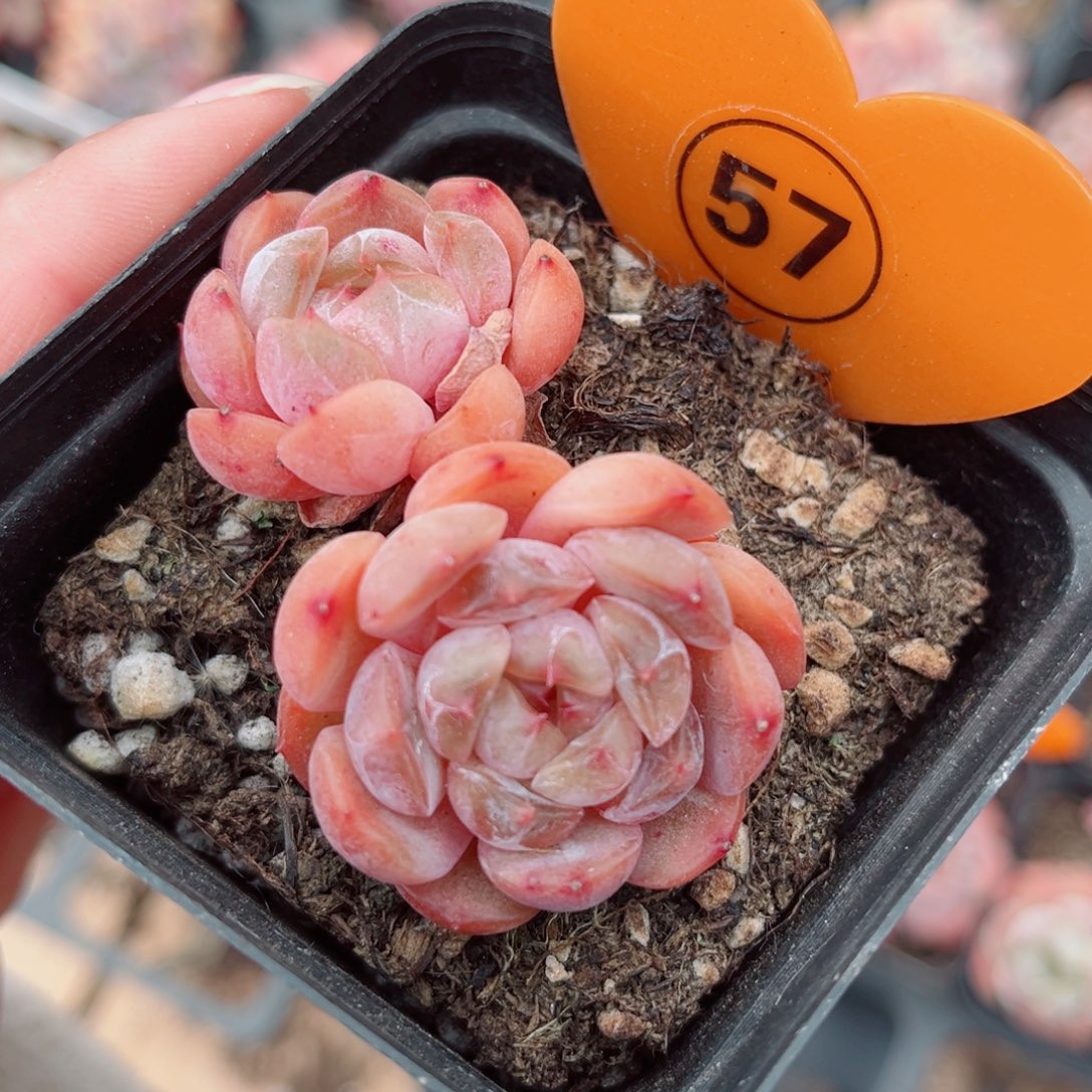 57号小老桩红恋双头