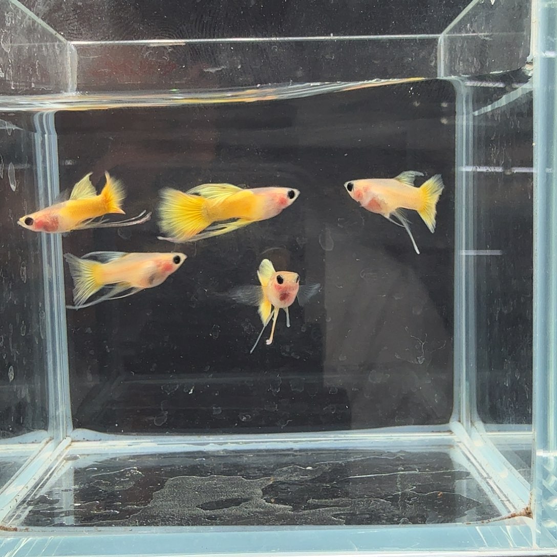 孔雀鱼黄金玻璃猫五条长公鱼