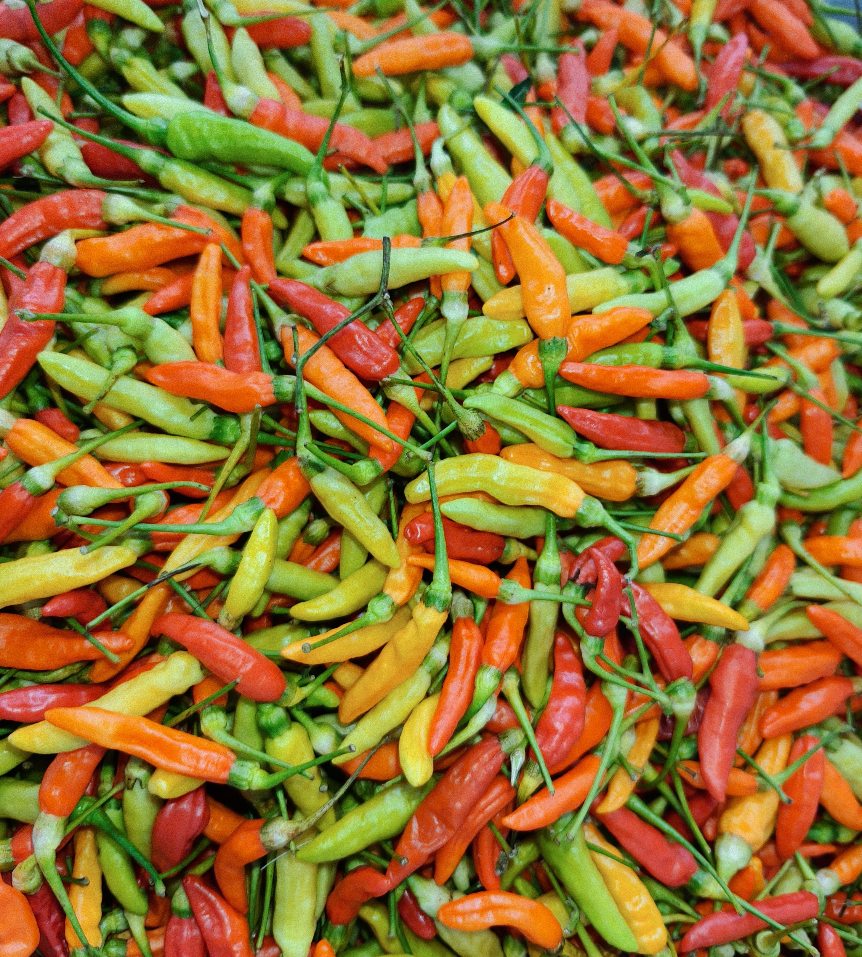 云南老品种小米辣鲜辣椒小米椒辣椒新鲜特辣风味独特，也叫小雀辣