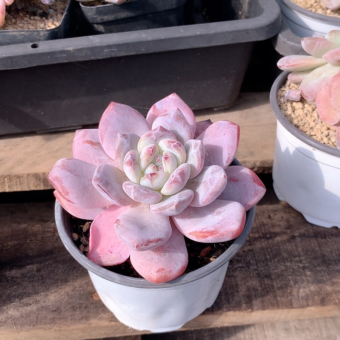 l***y橙子多肉植物老桩多肉