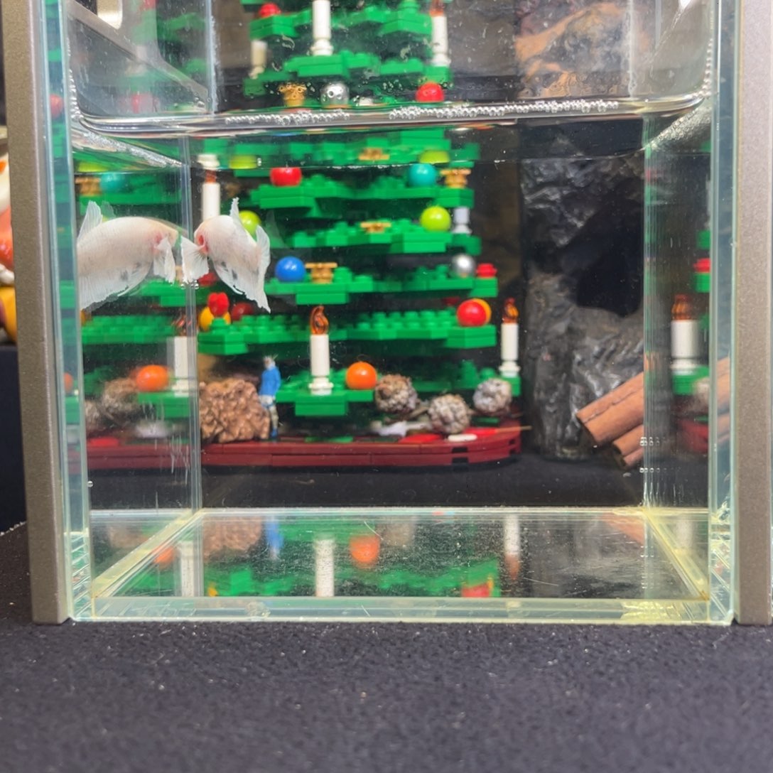 斗鱼十二月二十四日竞价