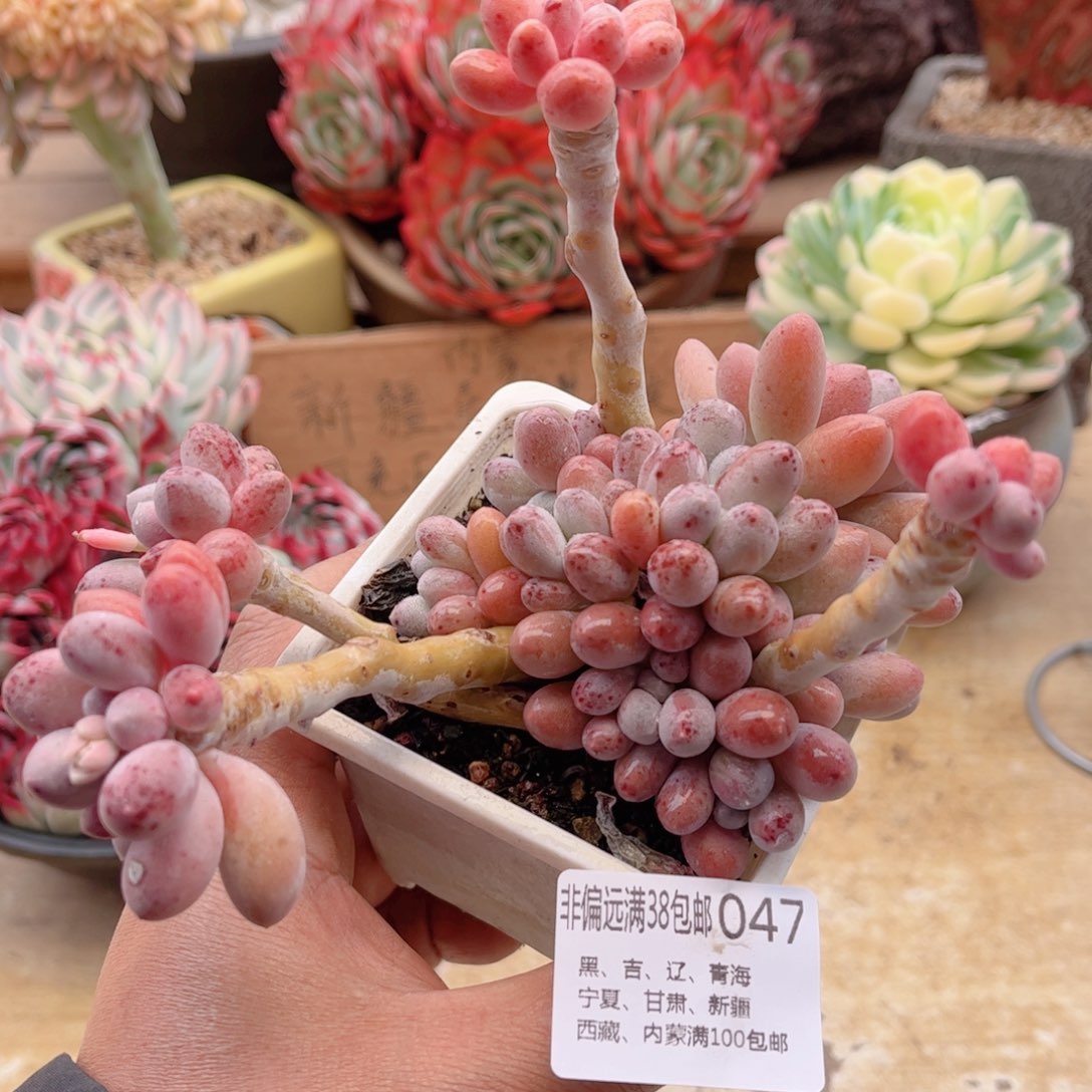 047汤圆德华多肉