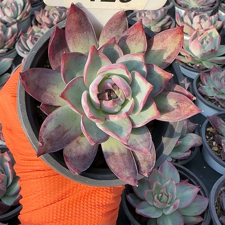 129 惊鸿仙子多肉植物6-9cm