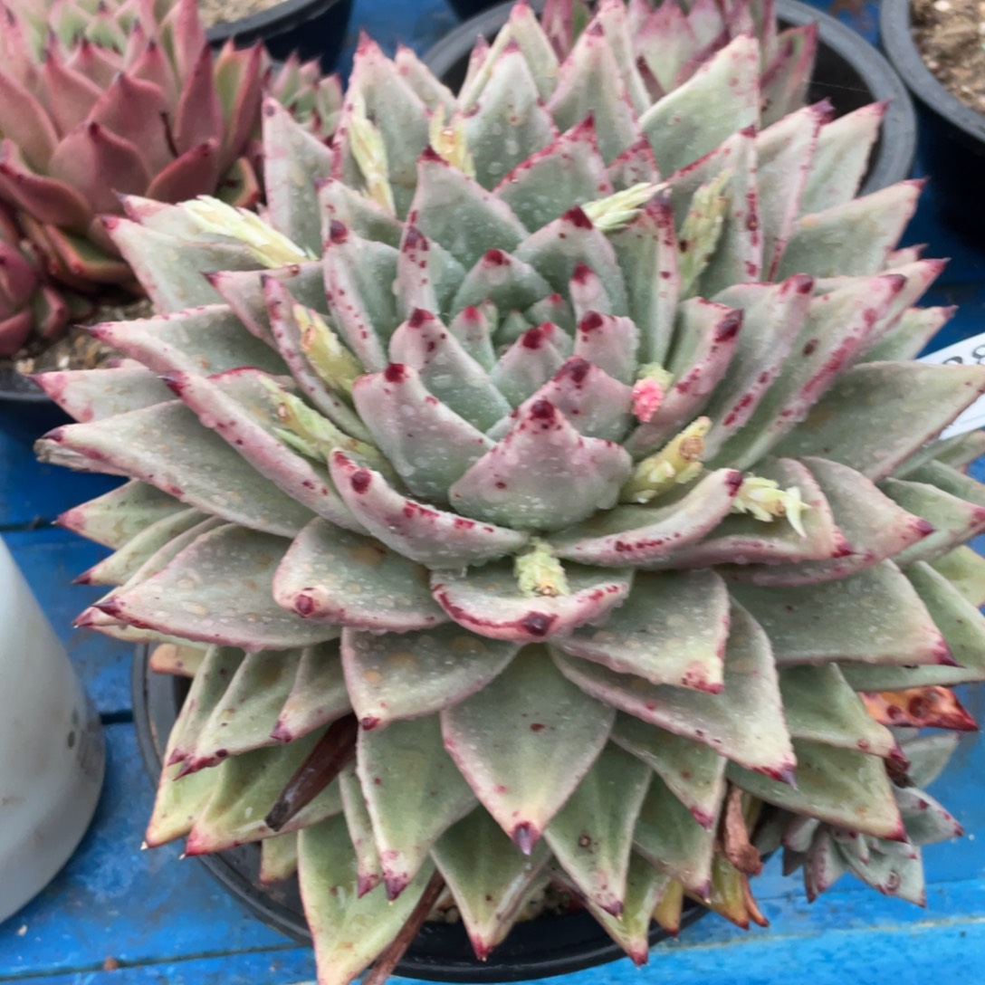 无花朵若如东云组拍D286