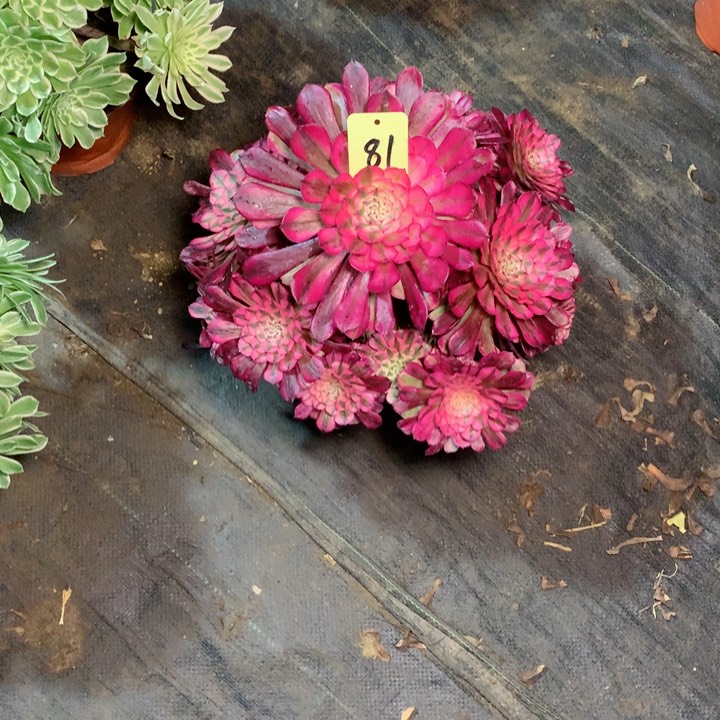 81红铜白多肉111111