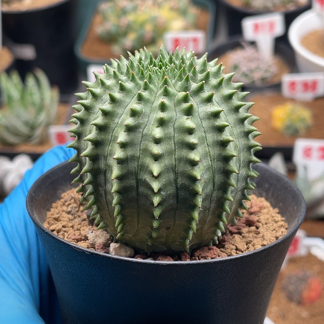 尾***强阿强哥专拍法海大戟专拍