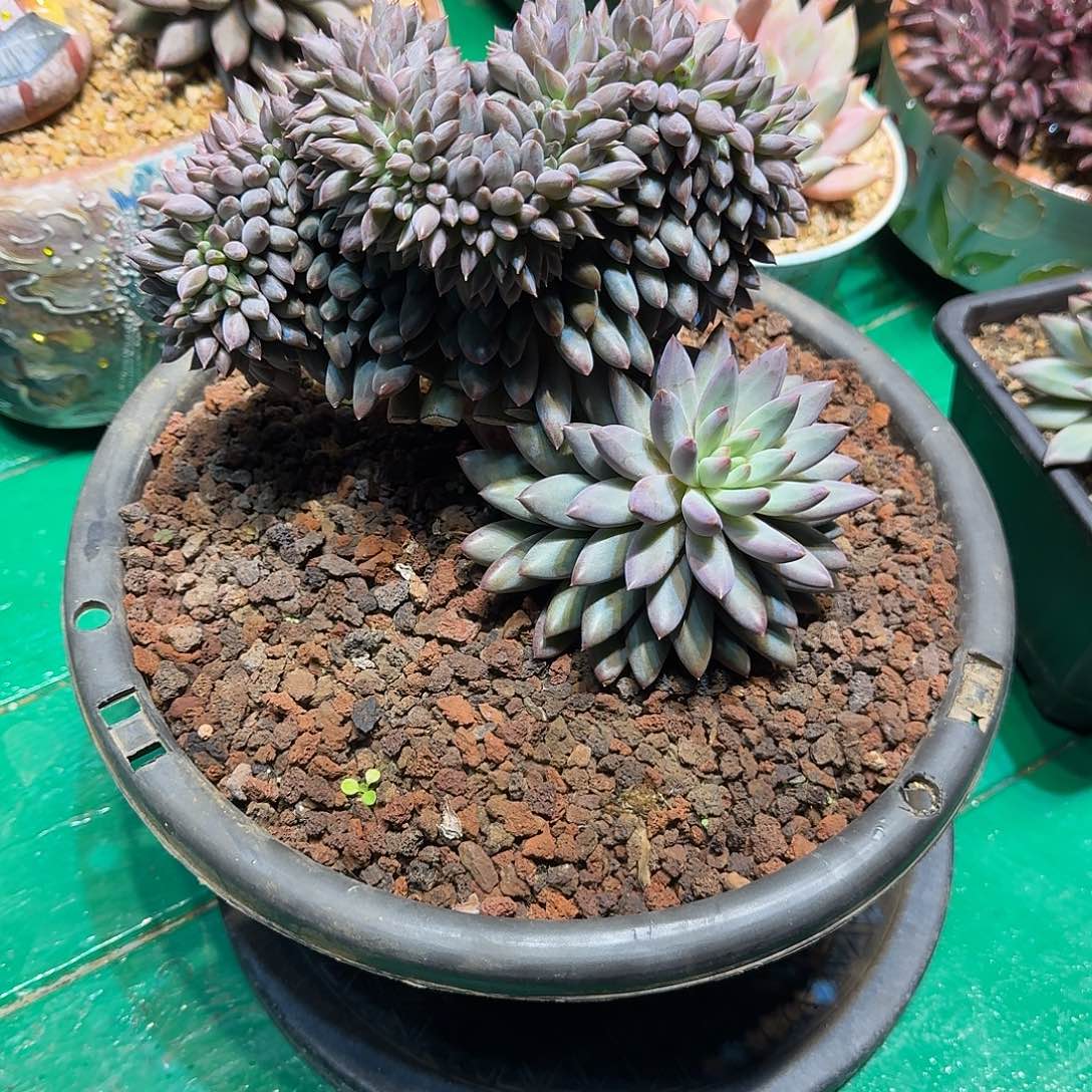 呱***呱多肉植物多肉植物