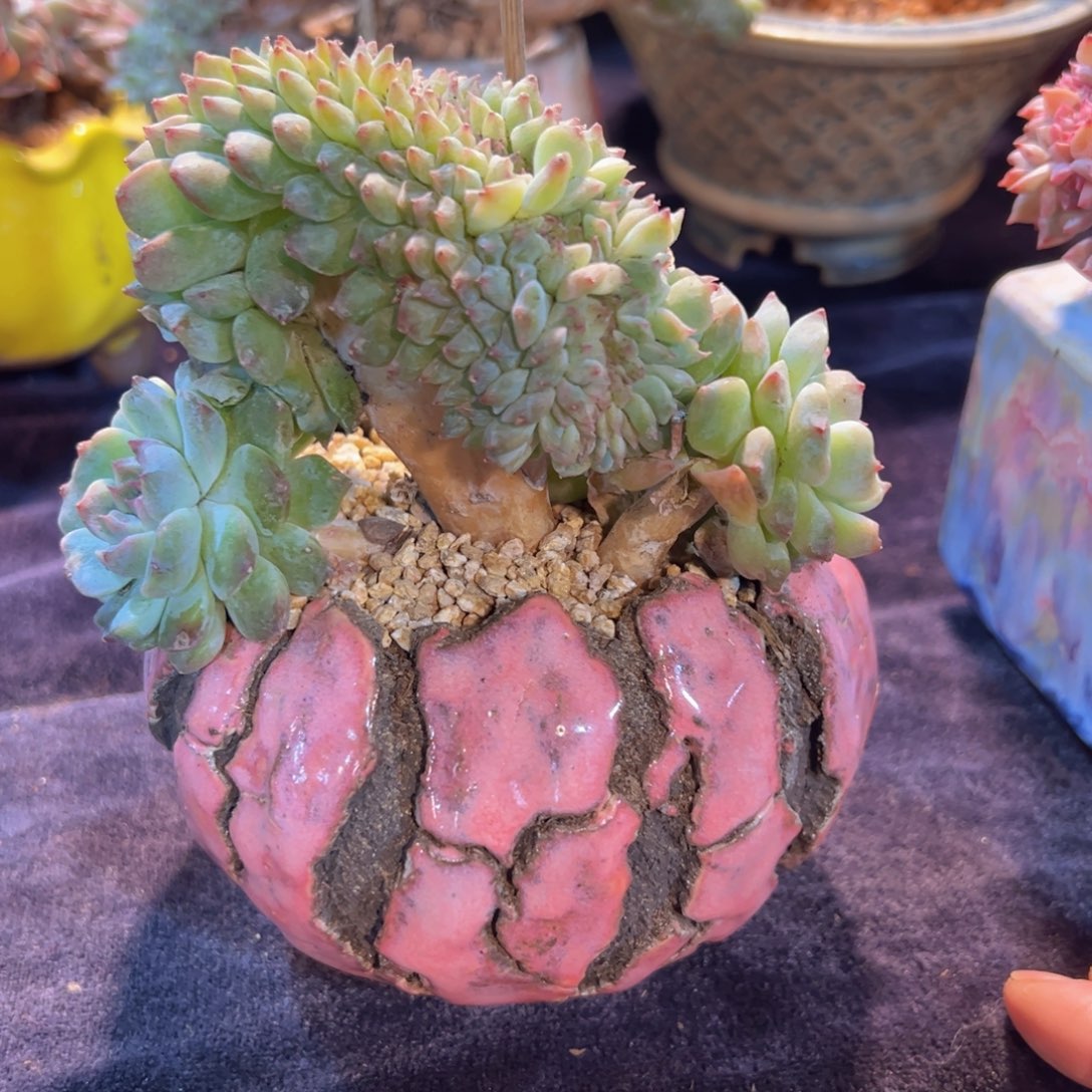 新年快乐啊宝宝我888888888