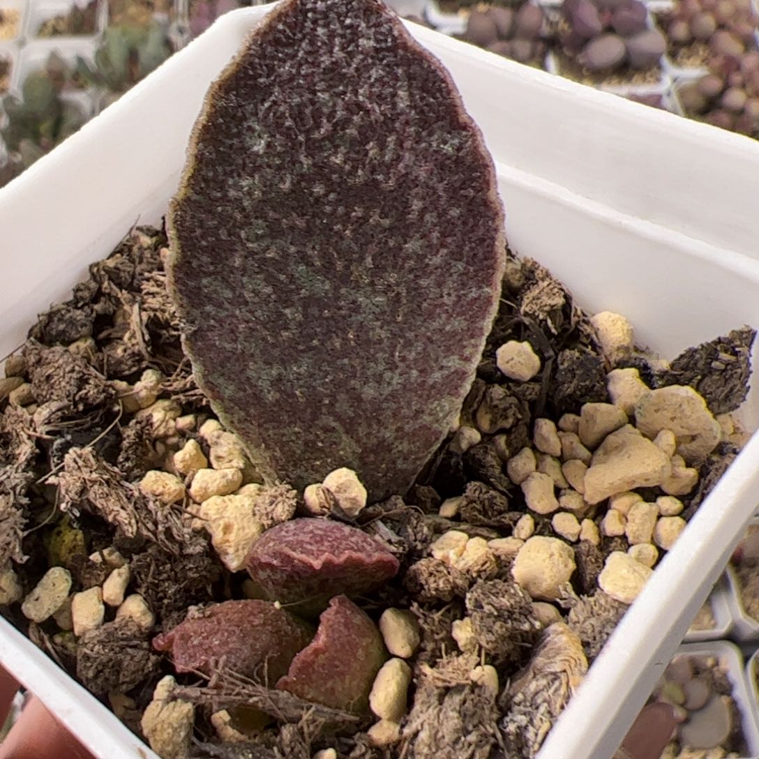 青龙大苗多肉植物水泡多肉植物