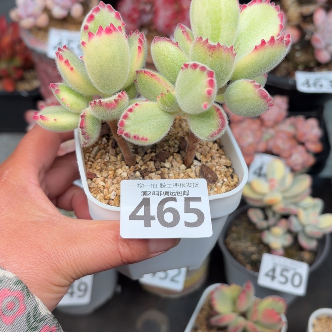 小***u白熊会无盆土发货