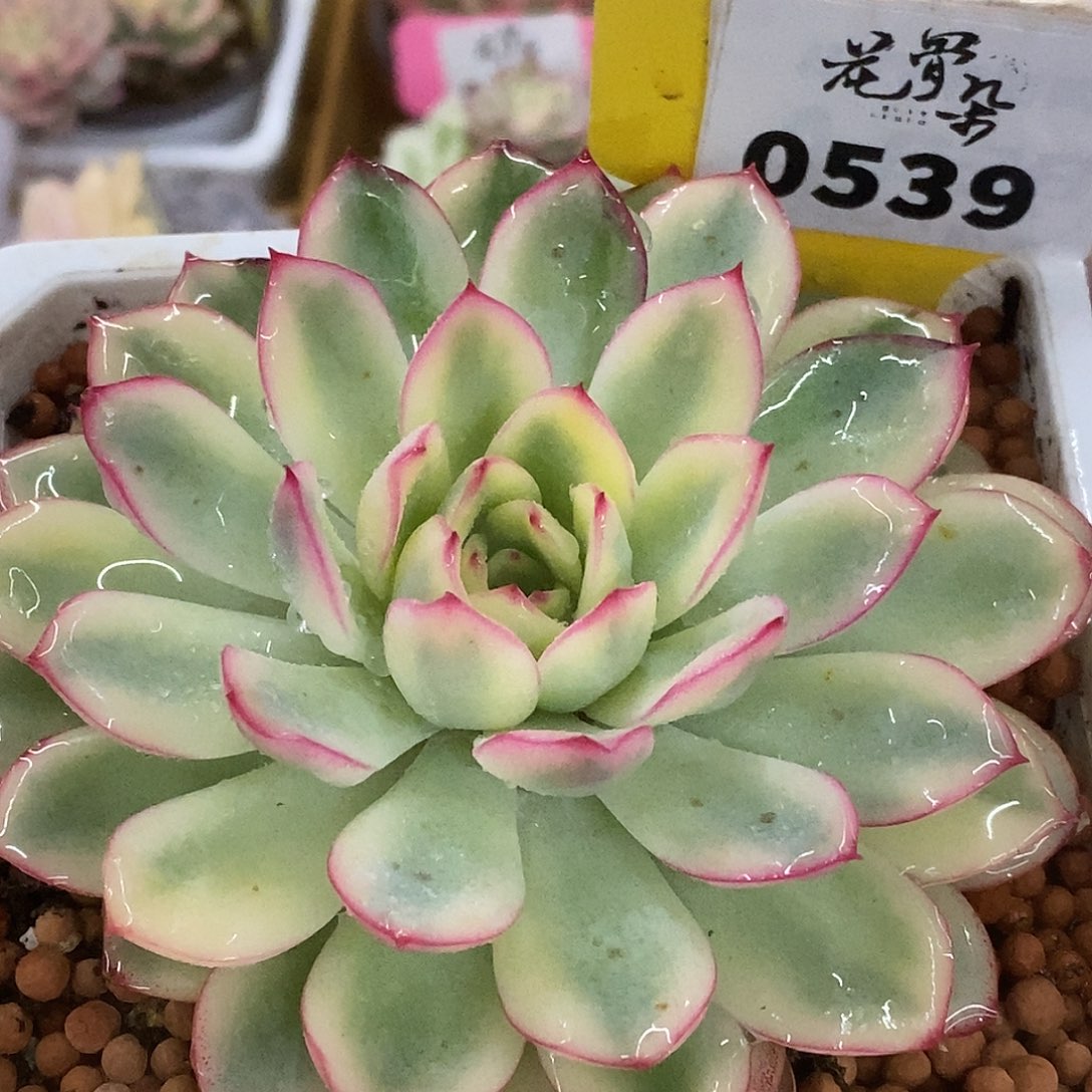 539雨燕座哈哈哈哈哈